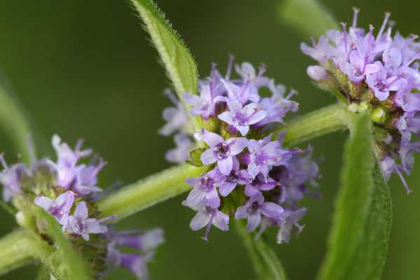  - Essential Oils